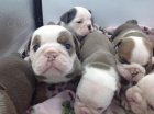 Adorables cachorros de bulldog ingl�s