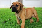 Boerboel �t��ata.