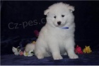 Vycvi�en� �t��ata Samoyed.