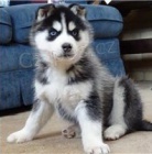 Kr�sn� �ist� sibi�sk� husky.