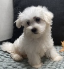 Maltsk� �t��ata.