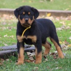 �t��ata rotvajlera a feny k adopci.