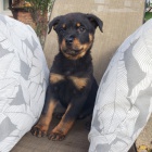 zdrav� �t��ata rotvajlera a feny k adopci.