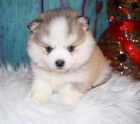 Kr�sn� �t��ata Pomskies na prodej (k��enec sibi�sk� a pomeranian)
