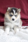 Kr�sn� �t��ata Pomskies na prodej (k��enec sibi�sk� a pomeranian)