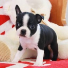 �t���tka bostonsk�ho teri�ra k ADOPCI