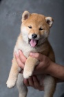 �t��ata shiba inu k adopci
