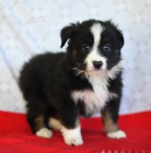 Rozko�n� �t���tka australsk�ho ov��ka k adopci