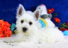 �t��ata West Highland White Terriers k adopci