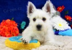 �t��ata West Highland White Terriers k adopci
