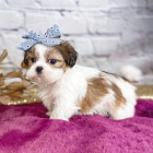 �t��ata SHIH TZU k adopci