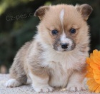 �t��ata Pembroke Welsh Corgi k adopci