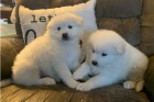 Vycvi�en� �t��ata Samoyed.