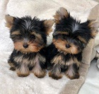 Rozko�n� �t��ata Yorkie.