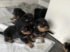 Kr�sn� �t��ata rottweiler�.