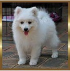 Prod�m zdrav� �t��ata japonsk�ho �pice.