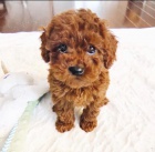 �t��ata �t��ata.