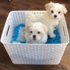 Malt�zsk� �t��ata.