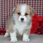 Welsh Corgi Pembroke �t��ata.