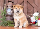 �t��ata Shiba Inu.