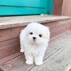 Mal� malt�zsk� �t���tka na prodej