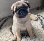 Mal� malt�zsk� �t���tka na prodej