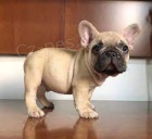 Zdrav� �t��ata francouzsk�ho buldo�ka