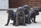 �t��ata Cane Corso k adopci