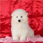 Samoyed �t��ata.