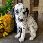 �t��ata bi�onka k adopci