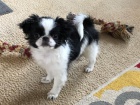 Prod�m �t��ata Japanese Chin