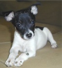 Prod�m �t��ata Toy Fox Terrier.