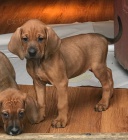 Prod�m �t��ata Redbone Coonhounda.