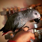 Prodej plodn�ch papou���ch vajec.