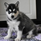 Ohromuj�c� �t��ata sibi�sk�ho huskyho.