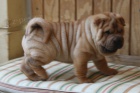 Kr�sn� o�kovan� �t��ata Shar-pei k adopci.