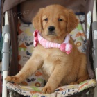 Prod�m ZDRAV� a O�KOVAN� �t��ata zlat�ho retr�vra.