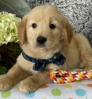 O�KOVAN� �t��ata zlat�ho retr�vra k adopci