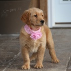 �t��ata zlat�ho retr�vra k adopci