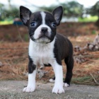 O�kovan� �t��ata bostonsk�ho teri�ra k adopci