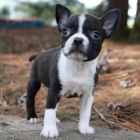 O�kovan� �t��ata bostonsk�ho teri�ra k adopci