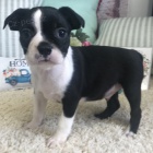 O�kovan� �t��ata bostonsk�ho teri�ra k adopci