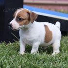 Prod�m �t��ata jack russell teri�ra. V�echna �t��ata jsou o�kovan� a zdrav�.