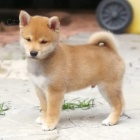 Rozko�n� �t���tka shiba inu k adopci