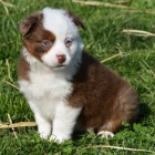 Rozko�n� �t���tka australsk�ho ov��ka k adopci