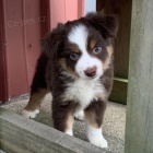 �t��ata australsk�ho ov��ka k adopci