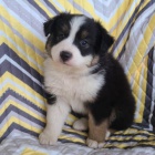 �t��ata australsk�ho ov��ka k adopci