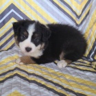 �t��ata australsk�ho ov��ka k adopci