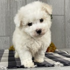 �t��ata bi�onka k adopci.