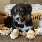 �t��ata border kolie k adopci